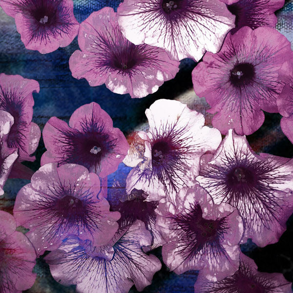 Purple Petunias I
